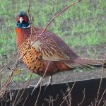 One of the village Pheasants